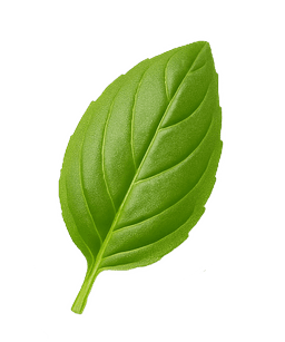 Basil